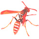  avatar   wasp